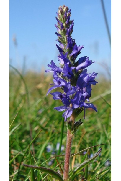 Вероніка колосиста сині квіти